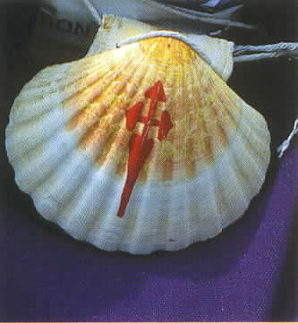 La coquille Saint-Jacques (nom scientifique Pecten maximus)