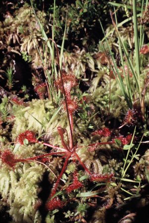 Een vleesetende plant -la drosera bij Maison de Payr