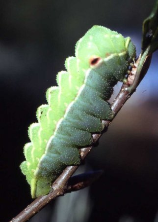 Op Maison de Payrac vindt men een verscheidenheid aan specifieke planten en insecten.