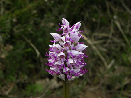 De aap orchidee op Maison de Payrac